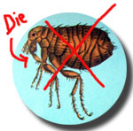 Natural Flea Control Study